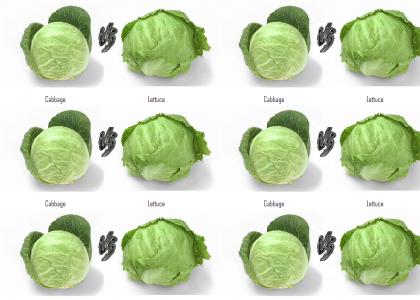 Cabbage Vs Lettuce