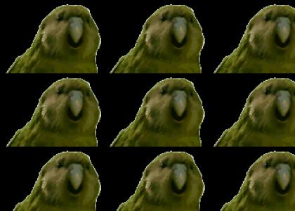 Look at dat fukken parrot Look at dat fukken parrot