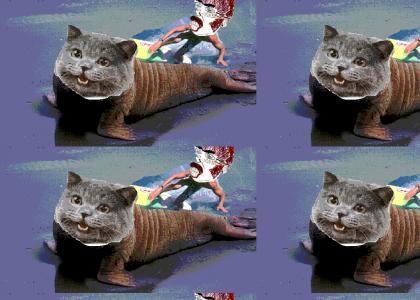 Surfing Kassius Riding NEDM Walrus Surfing Kassius Riding NEDM Walrus