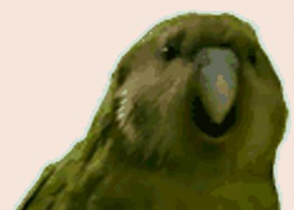UpdateTesterz™ II UpdateTesterz™ II