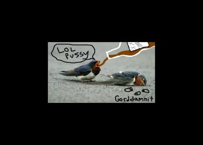 Swallows drink and pass out in the middle of the road Swallows drink and pass out in the middle of the road