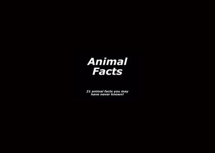 21 animal facts you may have never known 21 animal facts you may have never known