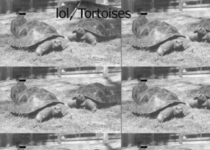 TORTOISETMND TORTOISETMND