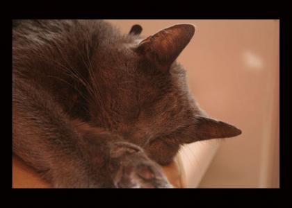 shhhh... happy cat is sleeping... shhhh... happy cat is sleeping...