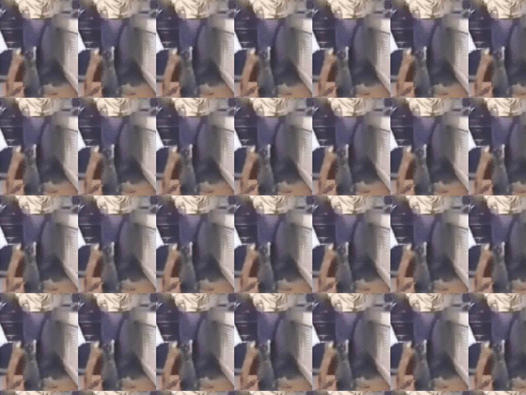 kittenhasnoclass