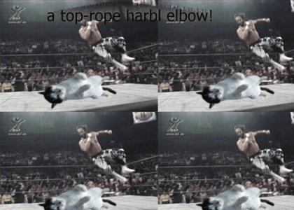Macho Man beats your cat... and laughs Macho Man beats your cat... and laughs