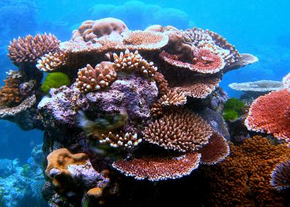 coral reef coral reef