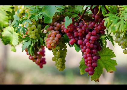 grapes grapes