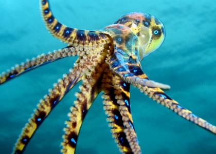blue ring octopus blue ring octopus