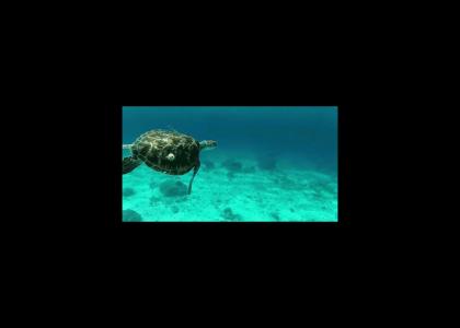 sea turtle in motion sea turtle in motion
