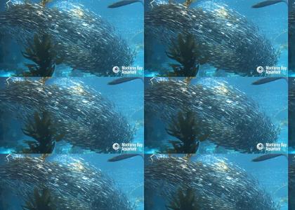 sardine tornado sardine tornado