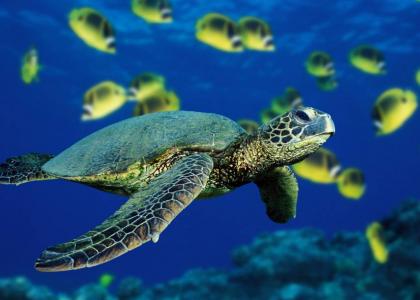 sea turtle sea turtle