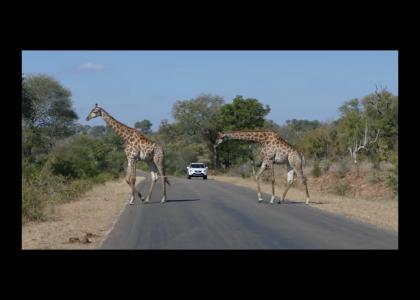 giraffe crossing giraffe crossing