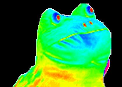 that damn frog that damn frog