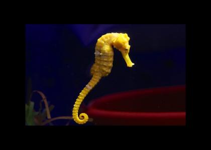 seahorse seahorse