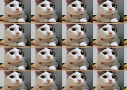 cats in limbo cats in limbo