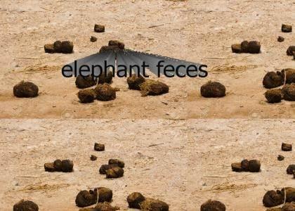 elephant feces elephant feces