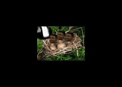 Hatching Season in Bel Air Hatching Season in Bel Air