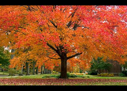 autumn tree autumn tree