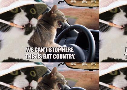 We can't stop here! This is bat country!