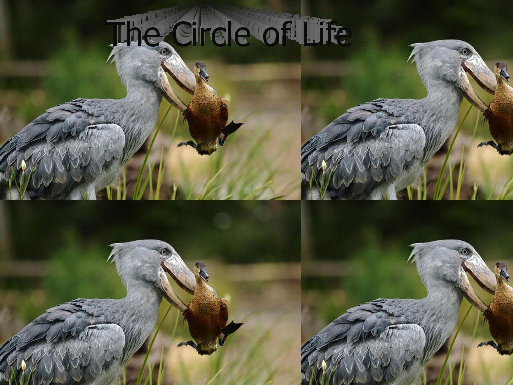 circleofbirds