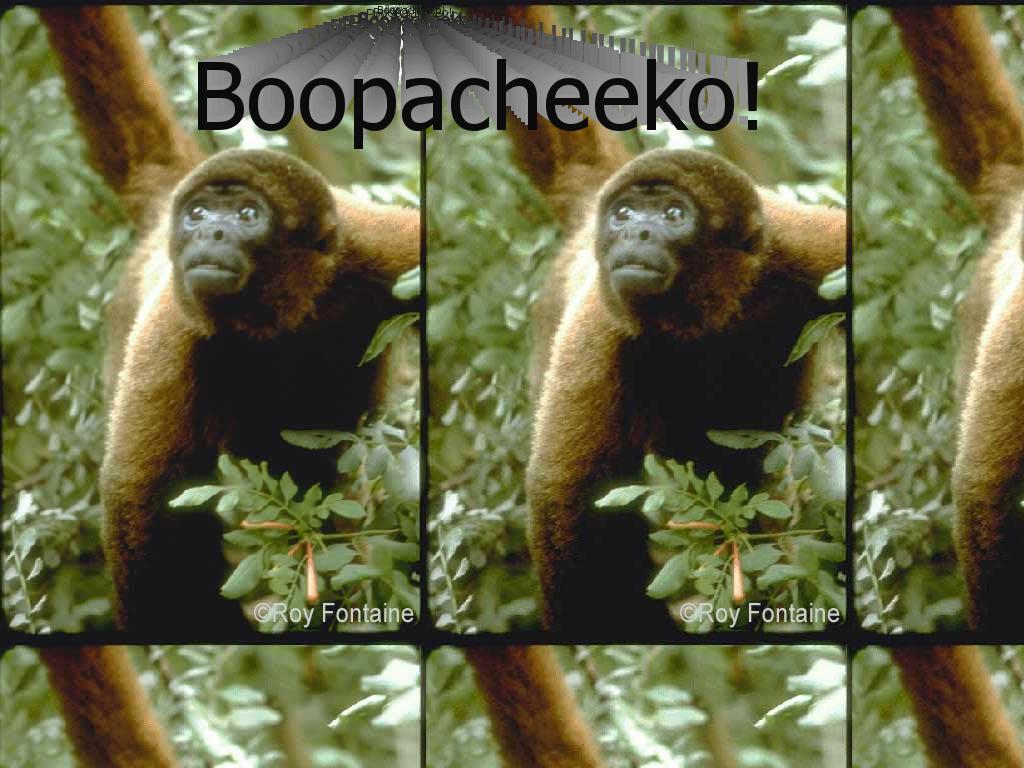 Boopacheeko