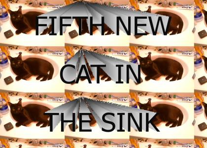 FIFTH NEW CAT IN THE SINK