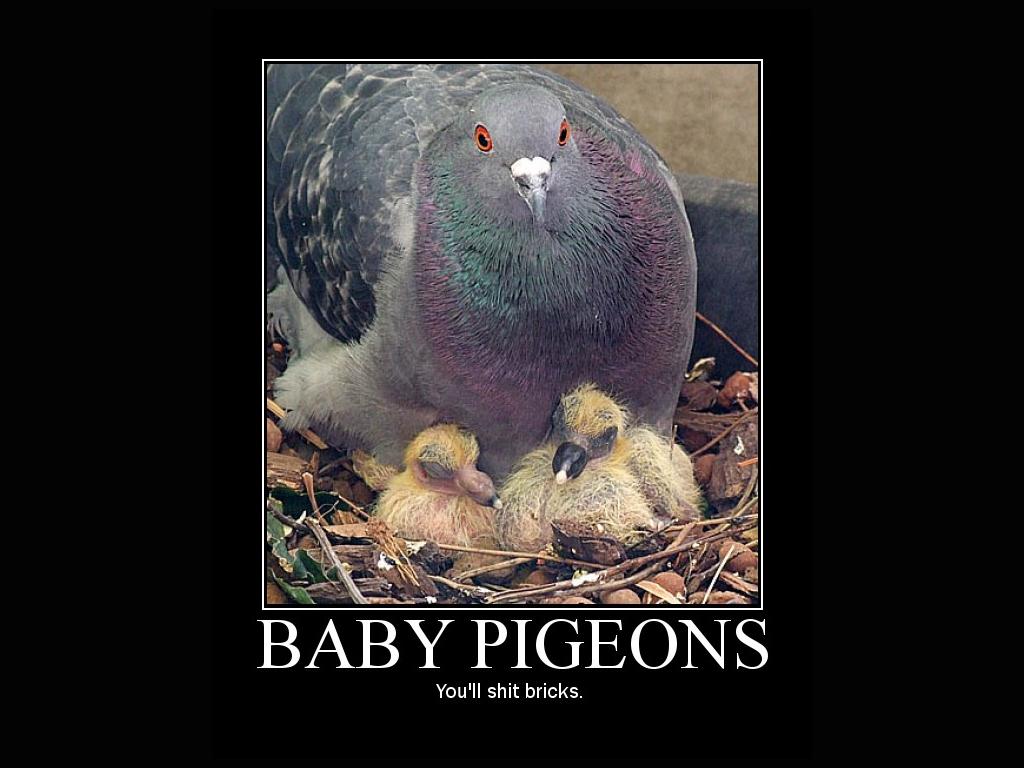 babypigeons