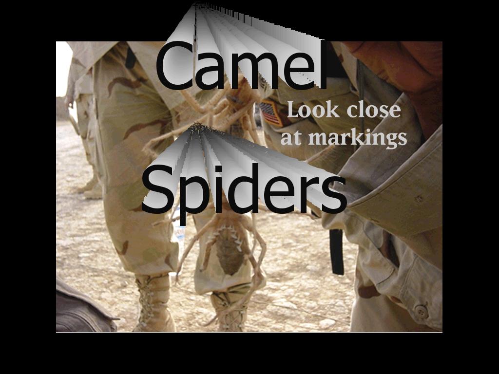 camelspider