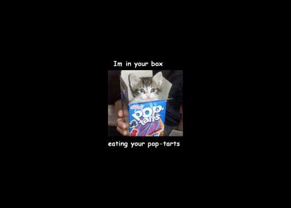 Kitty is in your poptarts