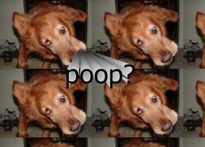 poop?