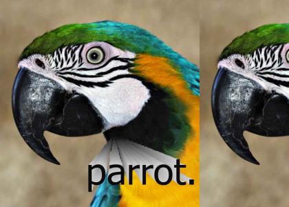 PARROT