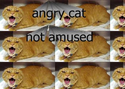 angry cat