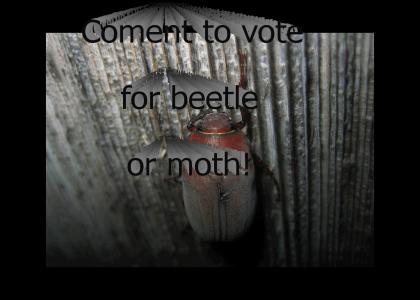 Bug of the Year Awards! Round 8