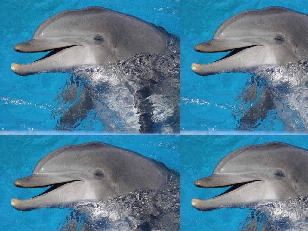 ihatedolphins