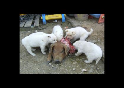 Hungry Pups