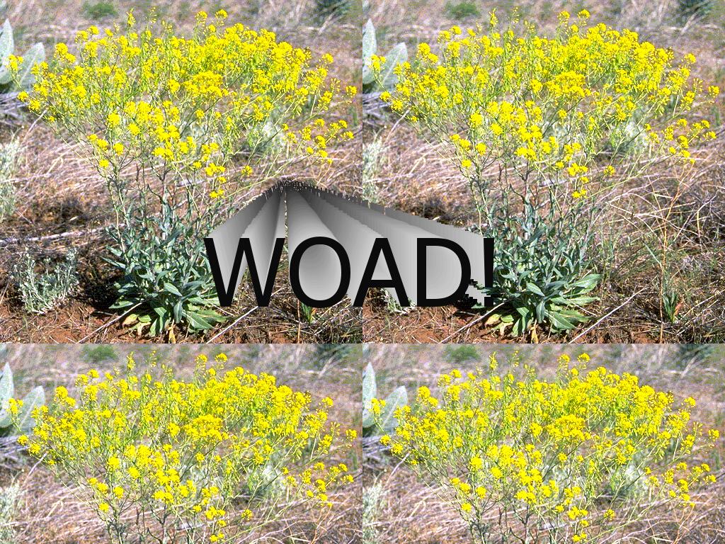 woadplant