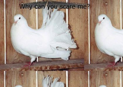 Scary Pigeon