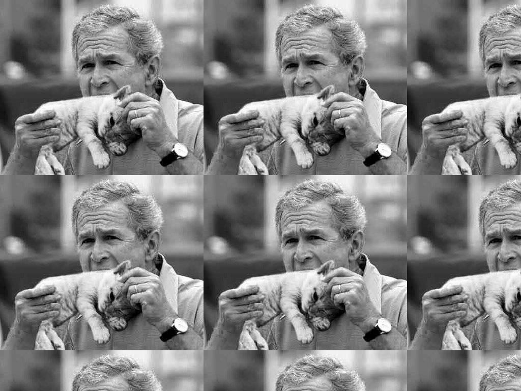 georgebushloveskittens