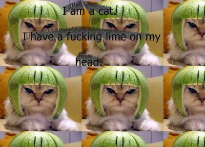 i am a lime cat