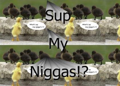 Racist Ducks