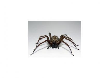 African Barking Spider