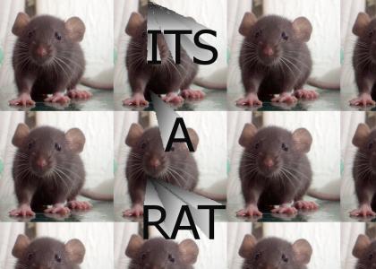 IT'S A RAT