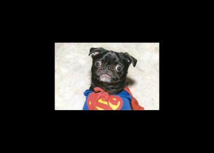 Superdog