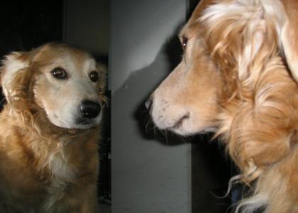 Golden Retriever Stares Into Selfs Soul