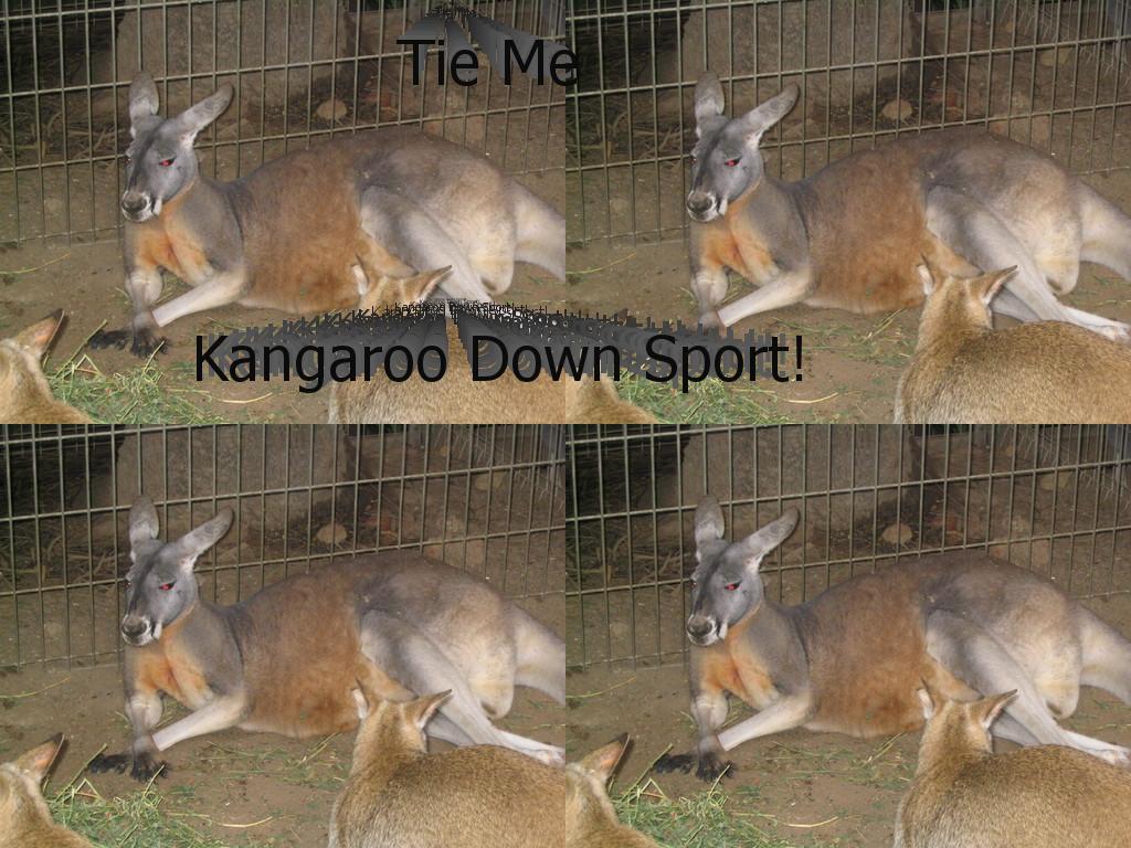 TieMeKangarooDown