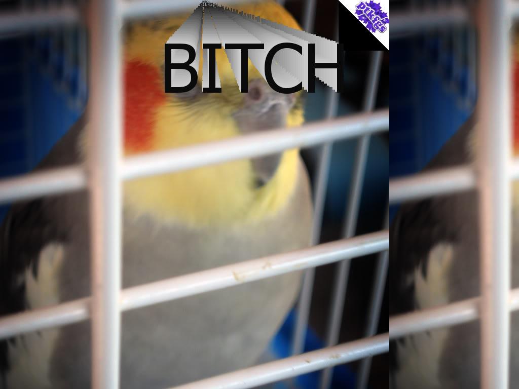 bitchbird