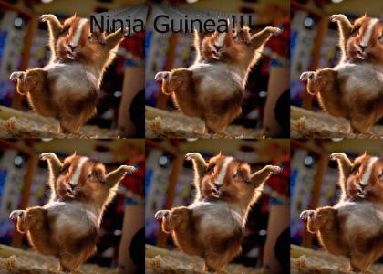 Ninja Guinea