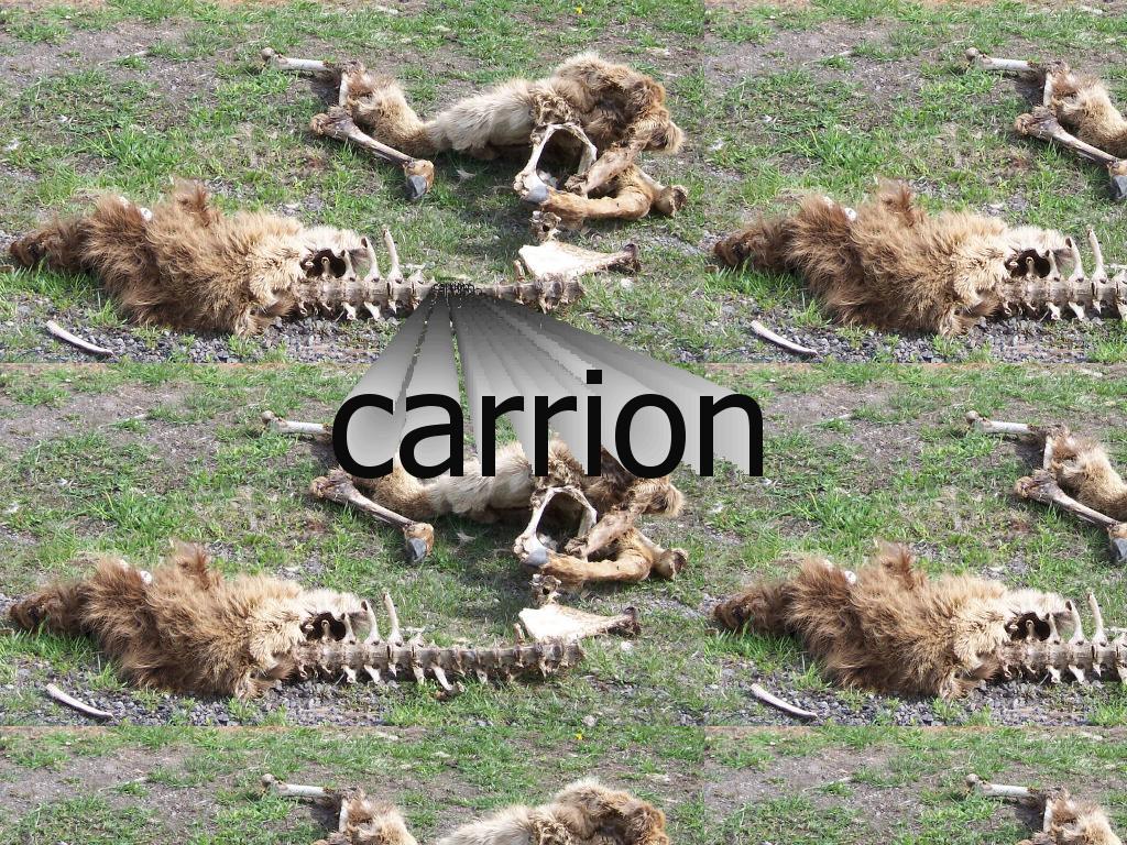 carrrrrion