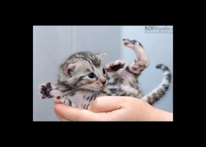 Gravity cat knew kung fu as a kitten.